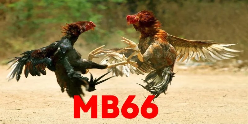 MB66 sở hữu nhiều chế độ đá gà nổi bật